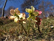 44 Ellebori (Helleborus niger) 